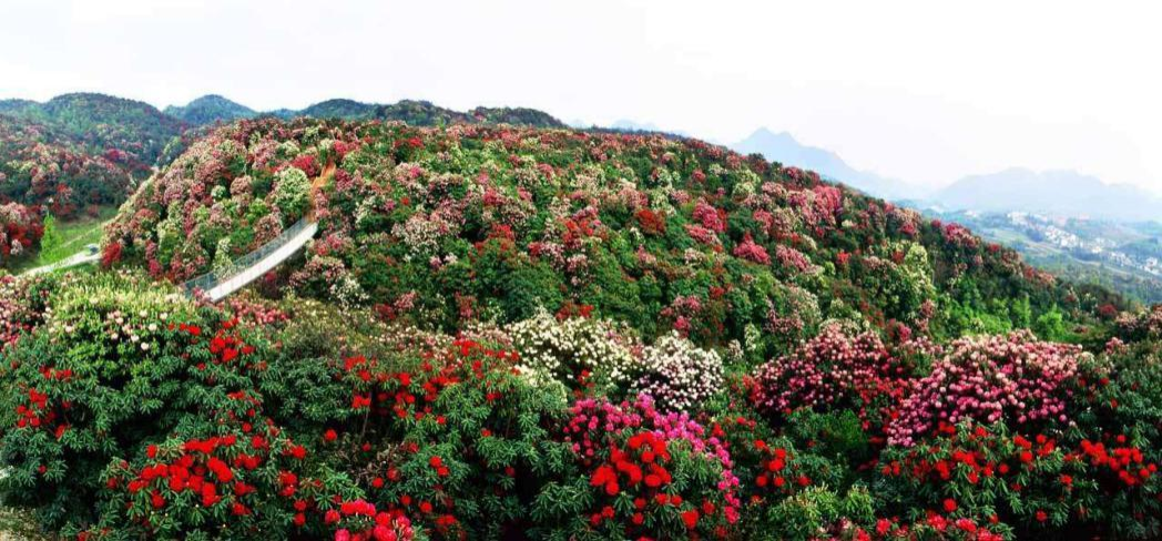 貴州百里杜鵑溫泉康養(yǎng)旅游度假區(qū).png